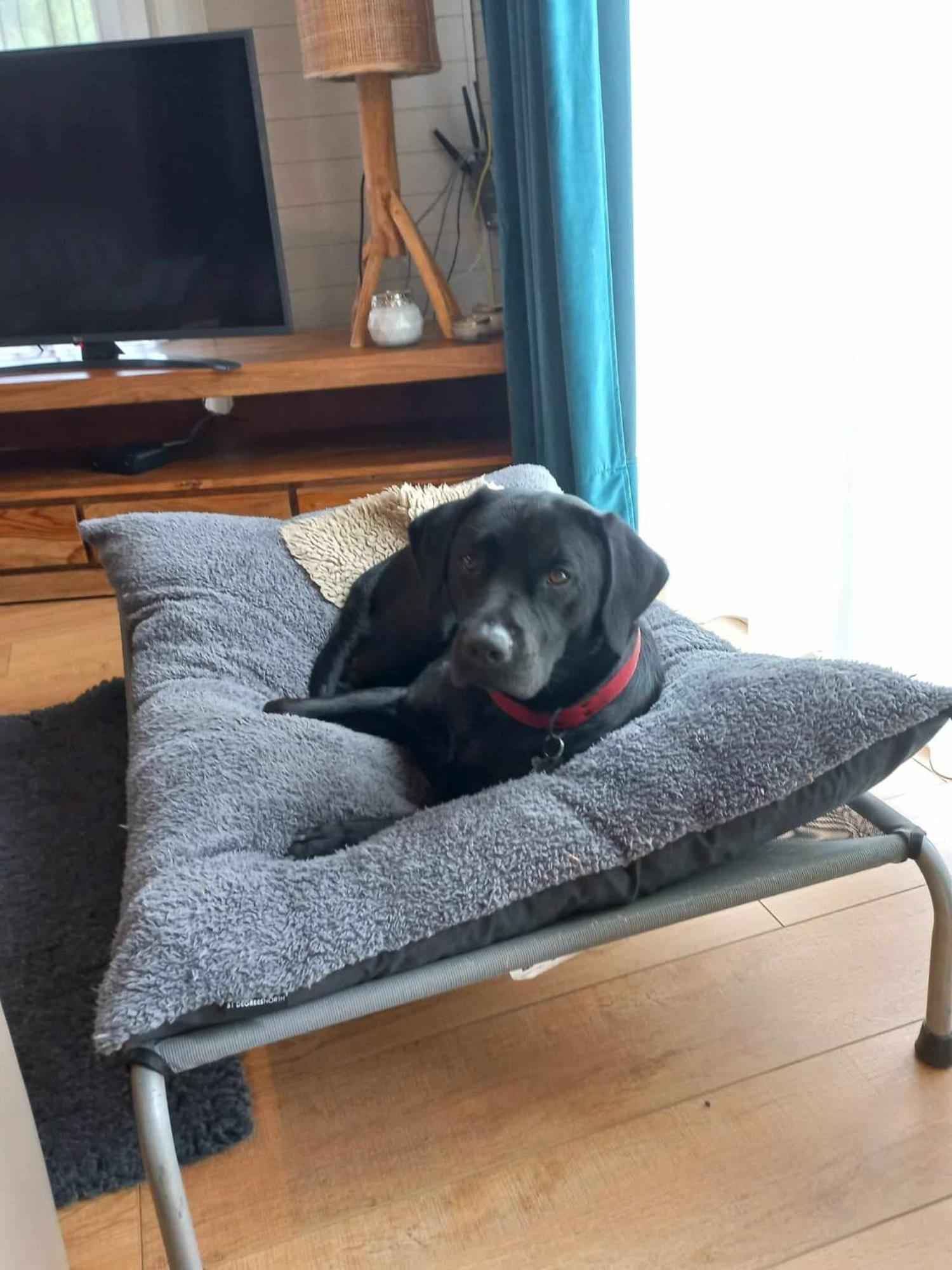 Le Mont Celeste Dogs Friendly Nonceveux Luaran gambar